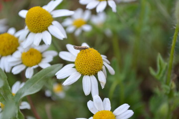 white daisy flower