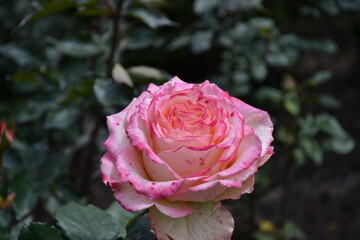 pink rose in garden