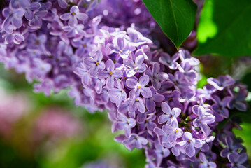 Lilac flowers close up background