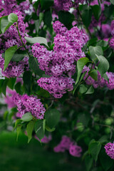 Lilac blossom, purple flowers, spring time and lilac tree flowering.