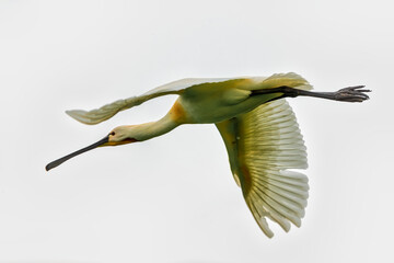 A Eurasian spoonbill in Bird sanctuary, on Lake Kerkini, Greece
