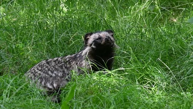 Raccoon dog (Nyctereutes procyonoides) resting in meadow, invasive species in Germany