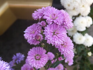 Obraz premium Beautiful floers in botanical garden
