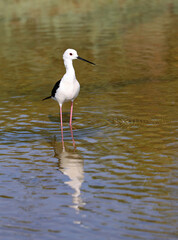 Bird called black-winged stilt on the pond