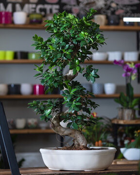 Ficus bonsai ginseng retusa plants in pot