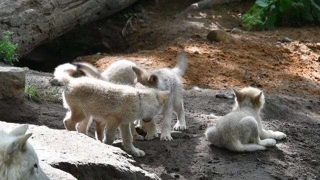 Hudson Bay wolves (Canis lupus hudsonicus) four white wolf pups playing near den among adult pack members, native to Canada