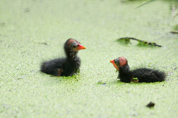 Two baby birds floating on the water.