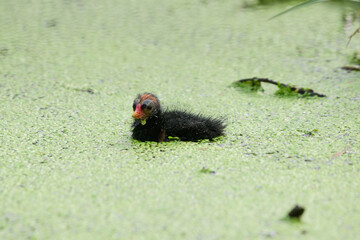 Two baby birds floating on the water.