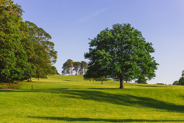 Fototapeta na wymiar The open parkland of Dallam Park on a sunny evening Milnthorpe, Cumbria, England