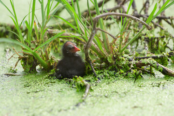 Two baby birds floating on the water.