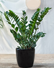 Zanzibar Gem Zamioculcas Araceae plant in black pot