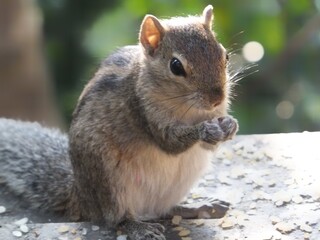 Naklejka na ściany i meble Squirrel eating in home garden 