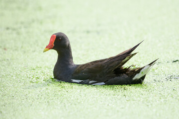 Purple Swamphen Looking for food in the swamp