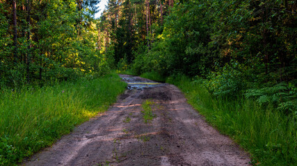 Fototapeta na wymiar A dirt road in the forest