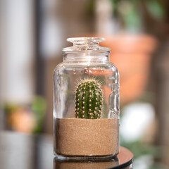 Armatocereus godingianus with cactus in the glass jar