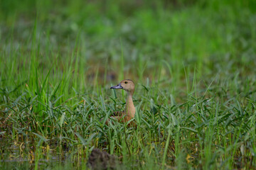 Red ducks are living in the forest.