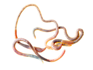 Earthworms isolated on a white