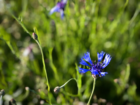 blue summer field flower seasonal natural detail beautiful background Wallpaper