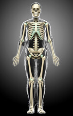 3d rendered, medically accurate illustration of a male skeleton system