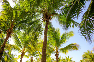 Fototapeta premium Large green branches on coconut trees against the sky