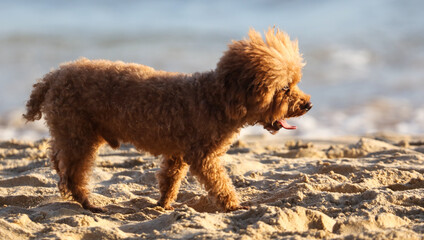 A dog walks in the sand.