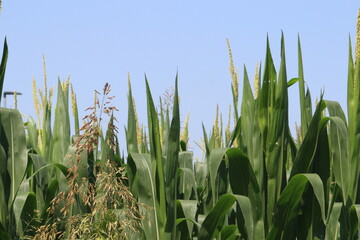 Close view to a field of growing and blooming corn.