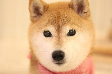 美しい顔の柴犬
