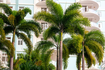 Large green branches on coconut trees