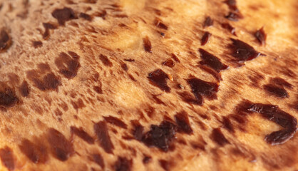 Mushroom scaly tinder fungus as background.