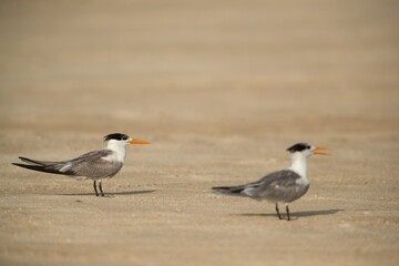 Fototapeta premium Greater Crested Terns at Busaiteen beach, selective focus