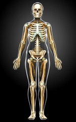 3d rendered medically accurate illustration ofa female nervous system and skeleton system