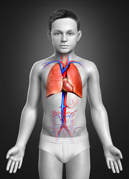 3d rendered, medically accurate illustration of a young boy lung anatomy