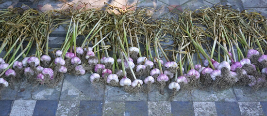Freshly harvested garlic bulbs drying at the outdoors garden. Fresh organic vegetables and Vegan.
Garlic harvest.