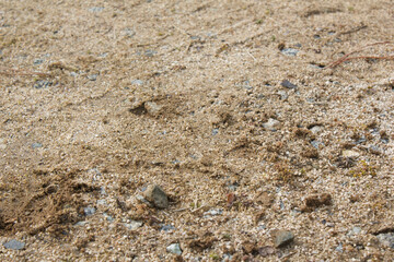 Soil texture background. Top view soil . 
