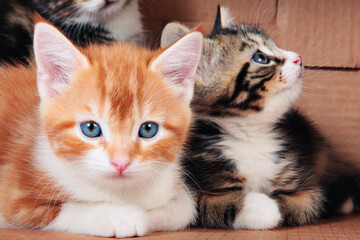 Tabby kittens in a cardboard box