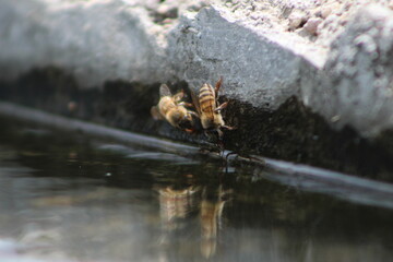 2 abejas tomando agua