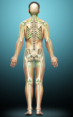 3d rendered medically accurate illustration of a male lymphatic system