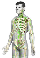 Fototapeta premium 3d rendered medically accurate illustration of a male lymphatic system