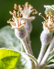 Close up of small apples on the nature.