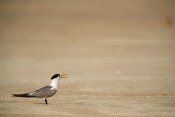 Greater Crested Tern calling, Bahrain