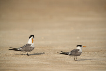 Greater Crested Tern preening, selective focus