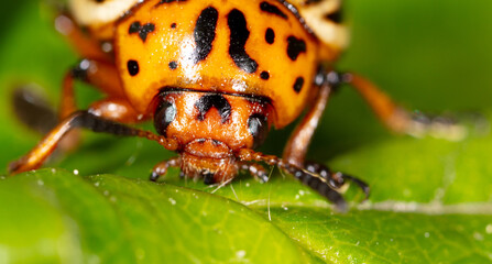 Colorado potato beetle on a green leaf in nature