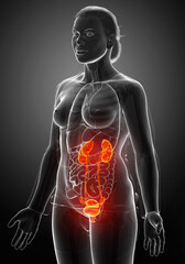 Obraz na płótnie Canvas 3d rendered, medically accurate illustration of the female highlighted kidneys and urinary system