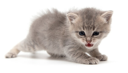 Portrait of a little kitten isolated on a white
