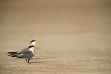 Greater Crested Terns on the sand of Busaiteen beach, Bahrain