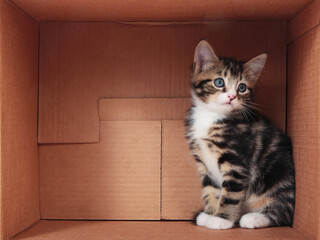 Tabby kittens in a cardboard box