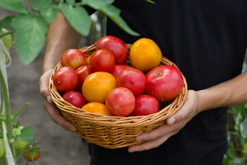 Men`s  hands hold a basket of tomatoes