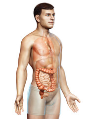 Fototapeta premium 3d rendered, medically accurate illustration of male large intestine anatomy