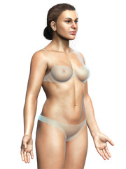 3d rendered illustration of the female body