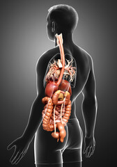3d rendered medically accurate illustration of male Digestive System  and heart